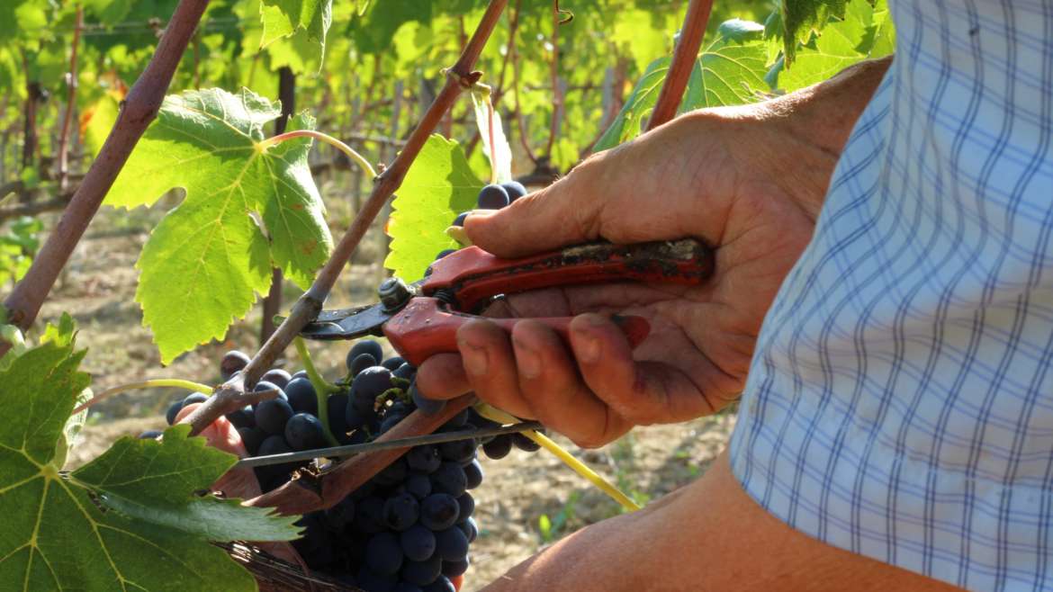 A Sassodisole la vendemmia è una passione di famiglia