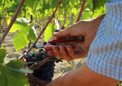 A Sassodisole la vendemmia è una passione di famiglia