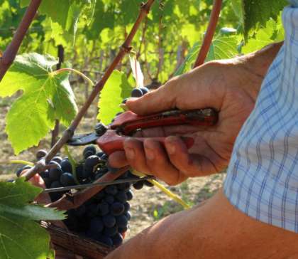 A Sassodisole la vendemmia è una passione di famiglia